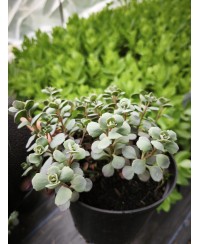 Rozchodnik 'Lidakense' (Sedum cauticola)