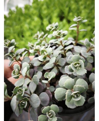 Rozchodnik 'Lidakense' (Sedum cauticola)
