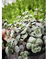 Rozchodnik 'Lidakense' (Sedum cauticola)