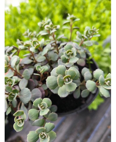Rozchodnik 'Lidakense' (Sedum cauticola)