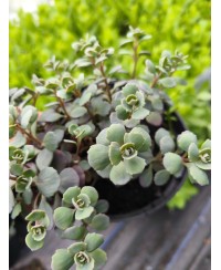 Rozchodnik 'Lidakense' (Sedum cauticola)