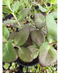 Rozchodnik okazały 'Matrona' (Sedum spectabile)