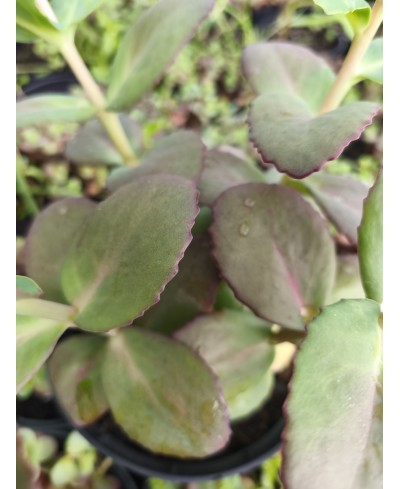 Rozchodnik okazały 'Matrona' (Sedum spectabile)