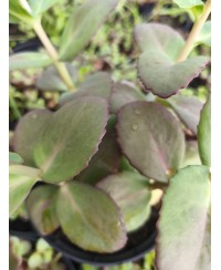 Rozchodnik okazały 'Matrona' (Sedum spectabile)