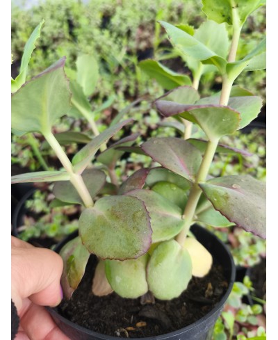 Rozchodnik okazały 'Matrona' (Sedum spectabile)