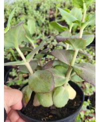 Rozchodnik okazały 'Matrona' (Sedum spectabile)