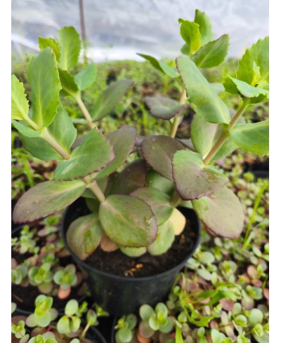 Rozchodnik okazały 'Matrona' (Sedum spectabile)