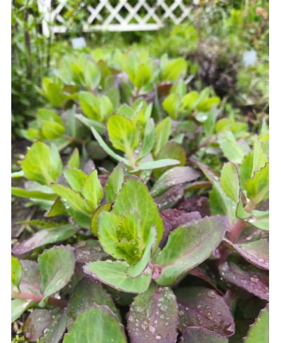 Rozchodnik okazały 'Matrona' (Sedum spectabile)