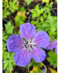 Bodziszek 'Johnson’s Blue' Geranium
