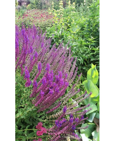 Szałwia omszona 'Ostfriesland' Salvia nemorosa
