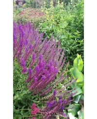 Szałwia omszona 'Ostfriesland' Salvia nemorosa