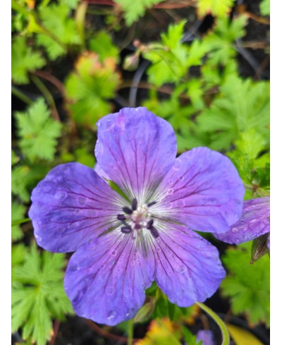 Bodziszek 'Johnson’s Blue' Geranium
