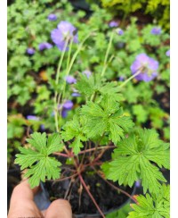 Bodziszek 'Johnson’s Blue' Geranium