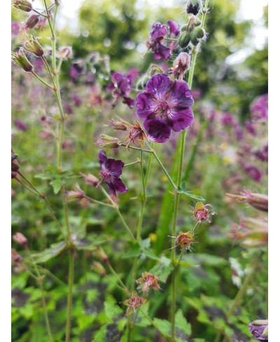 Bodziszek 'Samobor' Geranium phaeum
