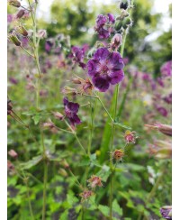 Bodziszek 'Samobor' Geranium phaeum