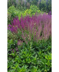 Szałwia omszona 'Ostfriesland' Salvia nemorosa