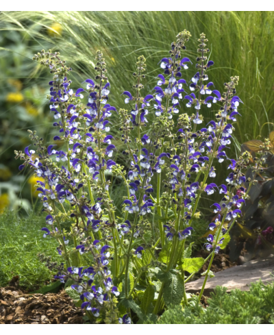 Szałwia łąkowa ‘Madeline’ Salvia pratensis