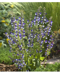 Szałwia łąkowa ‘Madeline’ Salvia pratensis