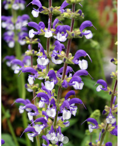 Szałwia łąkowa ‘Madeline’ Salvia pratensis