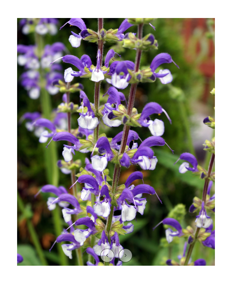 Szałwia łąkowa ‘Madeline’ Salvia pratensis