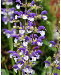 Szałwia łąkowa ‘Madeline’ Salvia pratensis