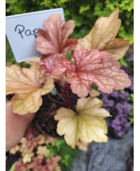 Żurawka Paprika (Heuchera) – Pomarańczowa Bylina do Cienia | Lavender-Byliny