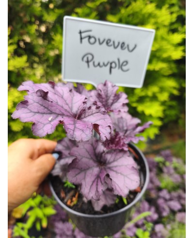 Żurawka Forever Purple (Heuchera) – Fioletowa Bylina do Cienia | Lavender-Byliny