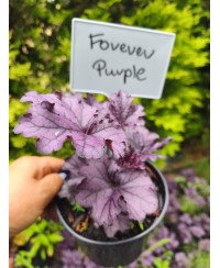 Żurawka Forever Purple (Heuchera) – Fioletowa Bylina do Cienia | Lavender-Byliny