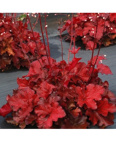 Żurawka ‘Forever Red’ Heuchera