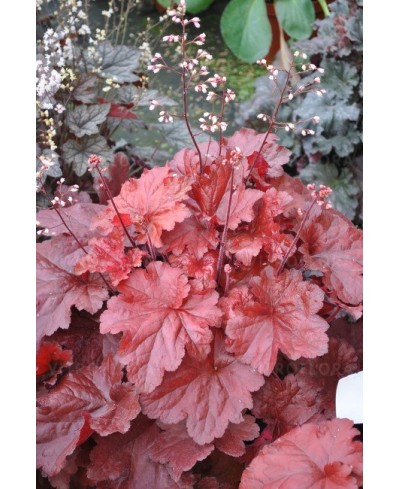Żurawka ‘Forever Red’ Heuchera