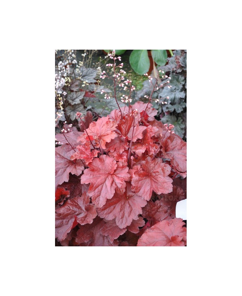 Żurawka ‘Forever Red’ Heuchera