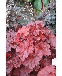 Żurawka ‘Forever Red’ Heuchera