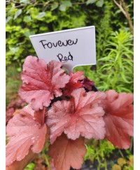 Żurawka ‘Forever Red’ Heuchera