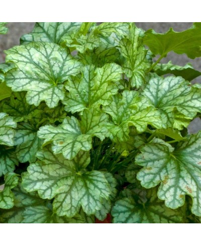 Żurawka Paris (Heuchera) – Obficie Kwitnąca Bylina | Lavender-Byliny