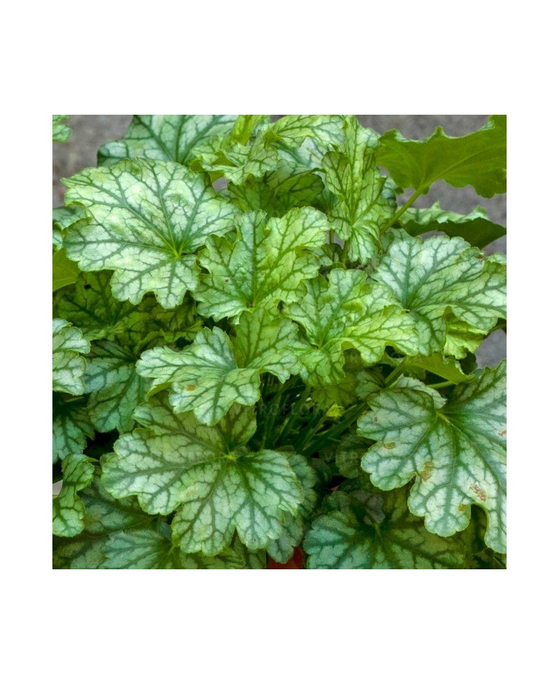 Żurawka Paris (Heuchera) – Obficie Kwitnąca Bylina | Lavender-Byliny