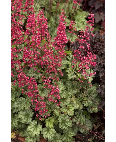 Żurawka Paris (Heuchera) – Obficie Kwitnąca Bylina | Lavender-Byliny
