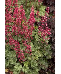 Żurawka Paris (Heuchera) – Obficie Kwitnąca Bylina | Lavender-Byliny