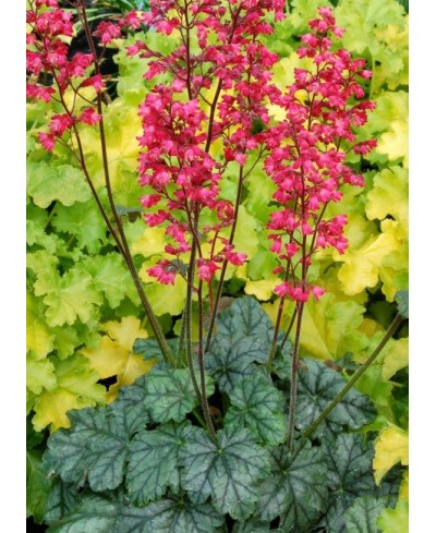 Żurawka Paris (Heuchera) – Obficie Kwitnąca Bylina | Lavender-Byliny