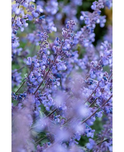 Kocimiętka 'Six Hills Giant' Nepeta
