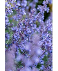 Kocimiętka 'Six Hills Giant' Nepeta