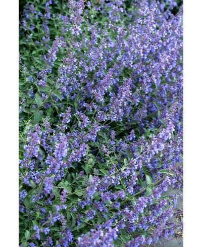 Kocimiętka 'Six Hills Giant' Nepeta