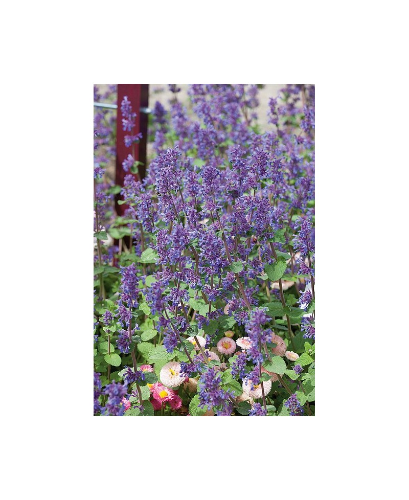 Kocimiętka 'Grog' Nepeta