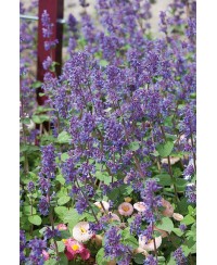 Kocimiętka 'Grog' Nepeta