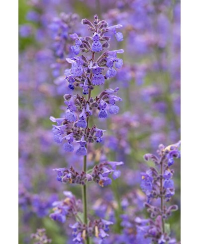Kocimiętka 'Junior Walker' Nepeta