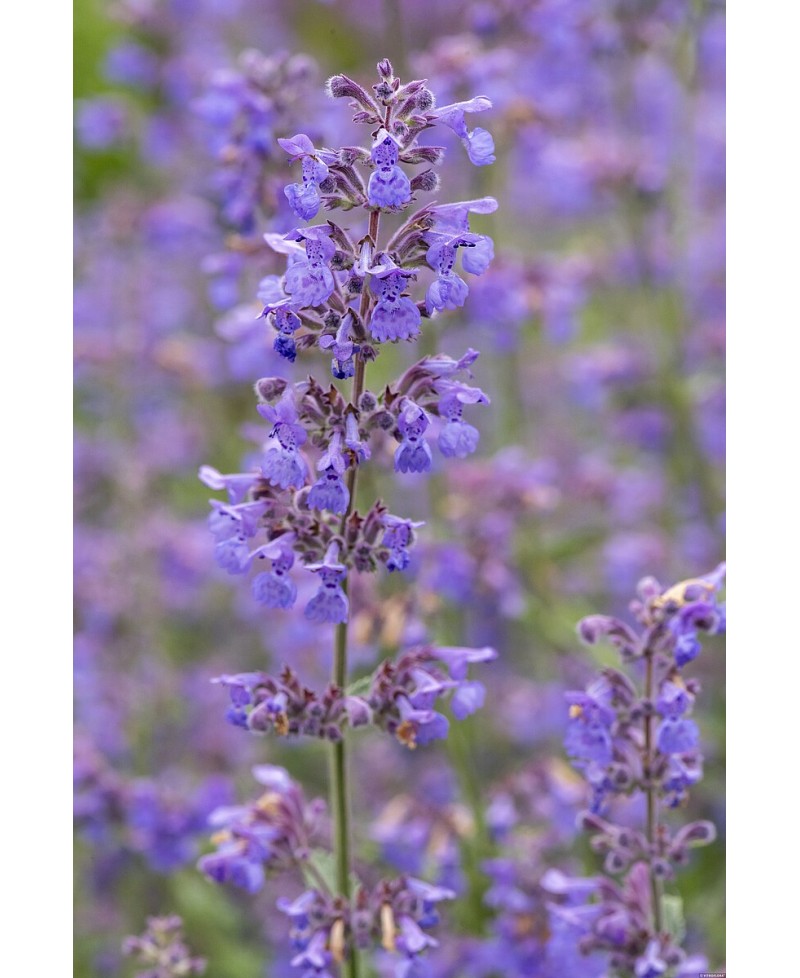 Kocimiętka 'Junior Walker' Nepeta