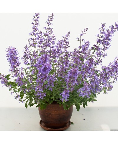 Kocimiętka 'Junior Walker' Nepeta