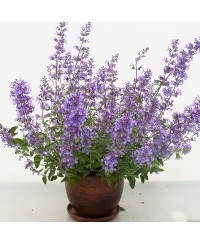 Kocimiętka 'Junior Walker' Nepeta