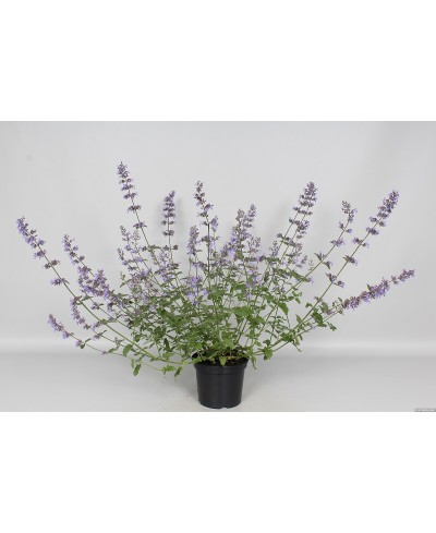 Kocimiętka 'Junior Walker' Nepeta