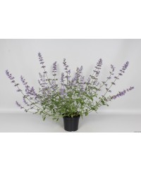 Kocimiętka 'Junior Walker' Nepeta
