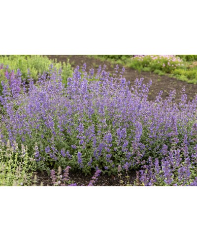 Kocimiętka 'Junior Walker' Nepeta